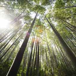 My Gen X Playlist:  A Forest – The Cure