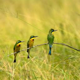 My Gen X Playlist:  Three Little Birds – Bob Marley